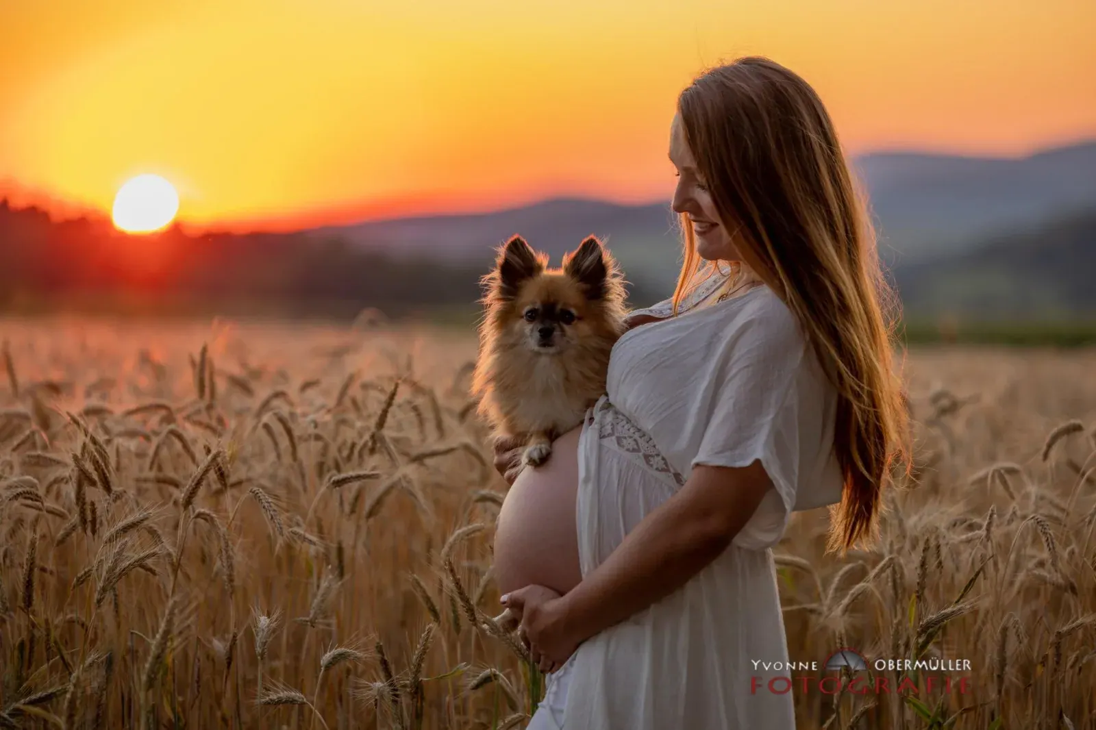 Babybauch-Shooting mit Hund im Getreidefeld